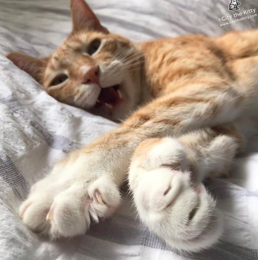 City the Kittyさんのインスタグラム写真 - (City the KittyInstagram)「Did you hear the great news? Declawing is banned in New York State!!!! Yep! 😺😺😺😺 It’s the first state where cats are protected from this inhumane amputation procedure!! 😺❤️ Many more states will follow until America is a claw friendly country without any declawing vets who mutilate and harm cats this way! #catsofnewyork #pawsneedclaws」7月24日 10時01分 - citythekitty