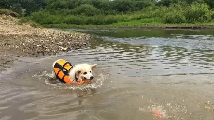 Winston the White Corgiのインスタグラム