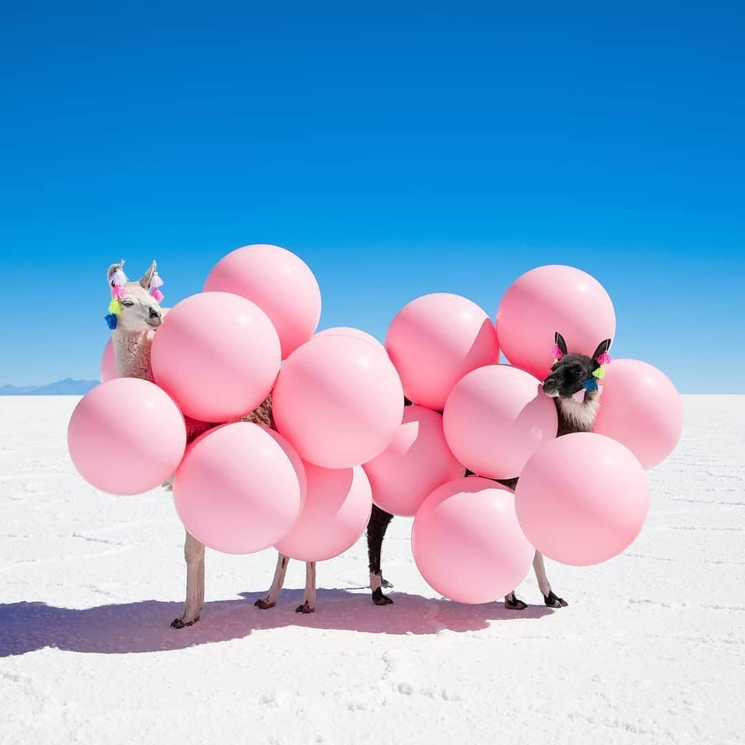 Instagramさんのインスタグラム写真 - (InstagramInstagram)「“I love creating whimsical moments that make people stop for a second look,” says fine art photographer Gray Malin (@graymalin). His llama-infused series “Far Far Away” was shot at the world’s largest salt flat in Salar de Uyuni, Bolivia. 🎉⁣ ⁣ “I enjoy incorporating balloons in my work, as they are a universal symbol of celebration, happiness and joy,” says Gray.⁣ ⁣ Photo by @graymalin」7月24日 1時23分 - instagram