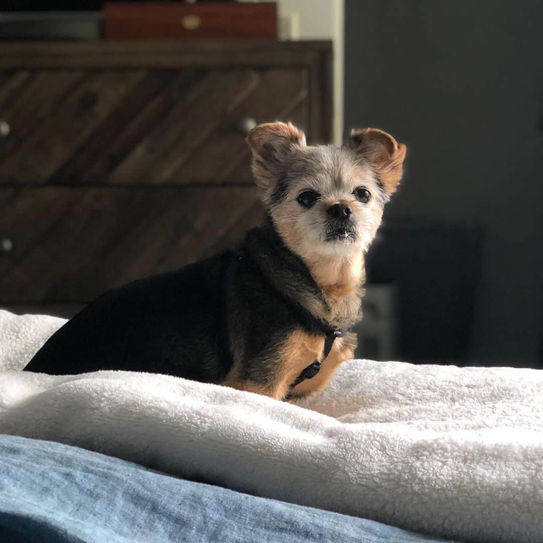 サマンサ・ドロークのインスタグラム：「What a poser ... mornings with my first baby ❤️ I’m not sure he is aware that my belly has a baby in it yet, but I’m praying he adjusts to her arrival smoothly! 🙏🏼」