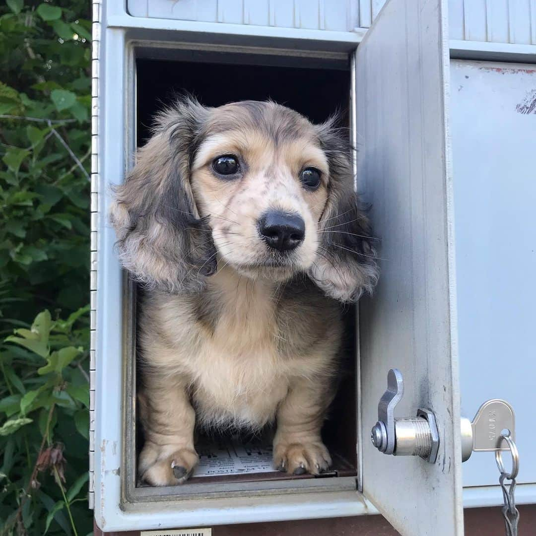 Crusoe the Celebrity Dachshundさんのインスタグラム写真 - (Crusoe the Celebrity DachshundInstagram)「“I didn’t know little sisters arrived by small packet lettermail!” ~ Crusoe」7月24日 1時26分 - crusoe_dachshund