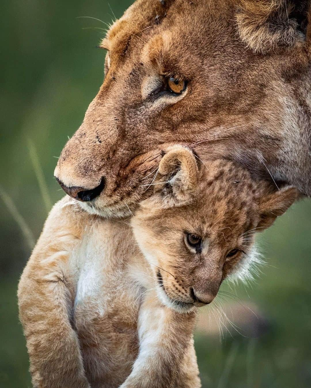 Discoveryさんのインスタグラム写真 - (DiscoveryInstagram)「“Parenting in the wild.” 🐾 📸 + caption by Harman Singh Heer (@hshphotos) . . . . #photography #photooftheday #explore #naturephotography #nature #potd #travelIG #wow #natureIG #explore #travelgram #wildlifeIG #bigcats #leoseason #lioness #lion」7月24日 1時28分 - discovery