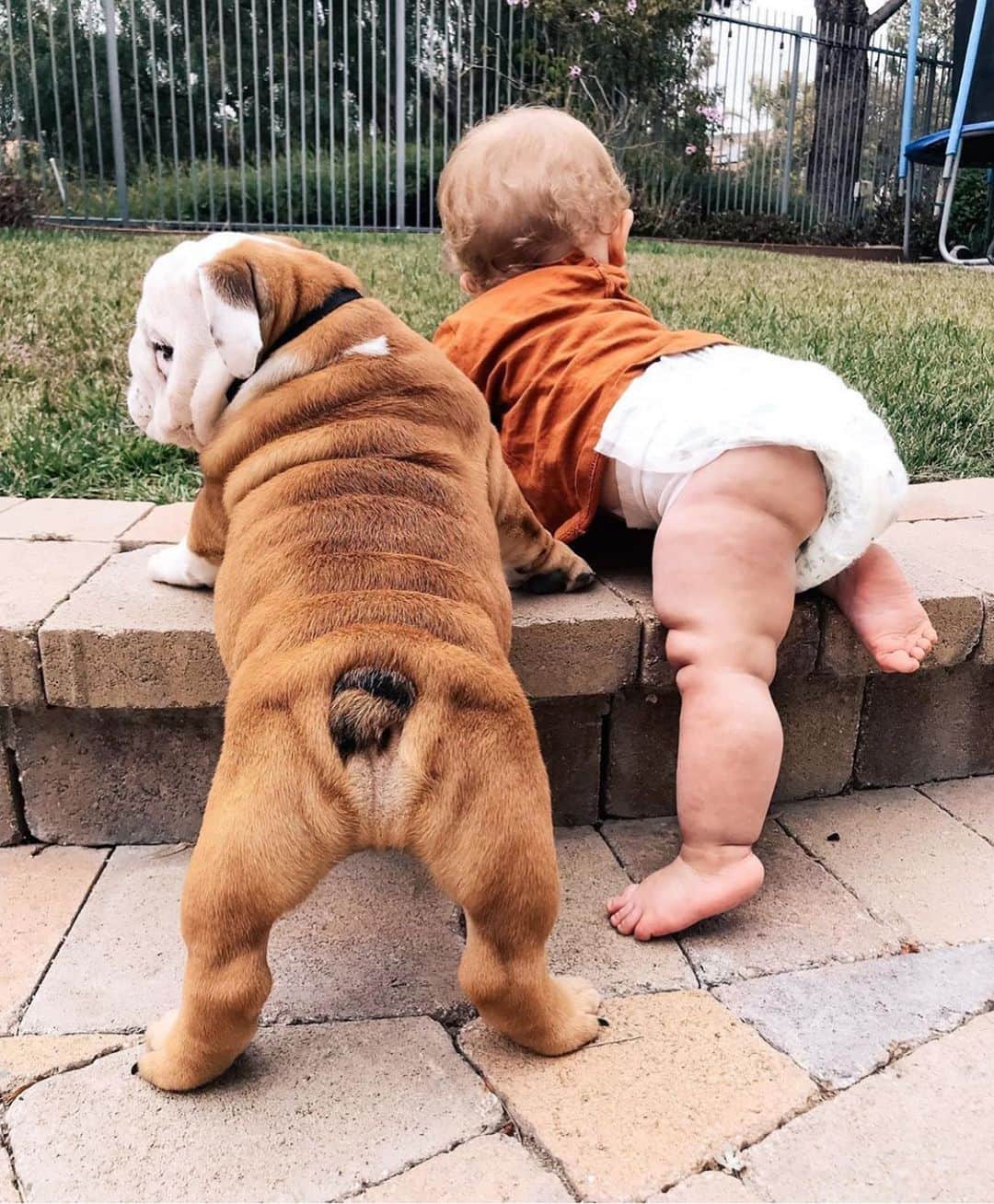 Bodhi & Butters & Bubbahさんのインスタグラム写真 - (Bodhi & Butters & BubbahInstagram)「Rolls on rolls 🥐 . . . . #baby #rolls #bulldog #puppy #love #siblings #sweet #boy #dogsofinstagram #bestoftheday @caitlin.teal」7月24日 1時36分 - keonistuff