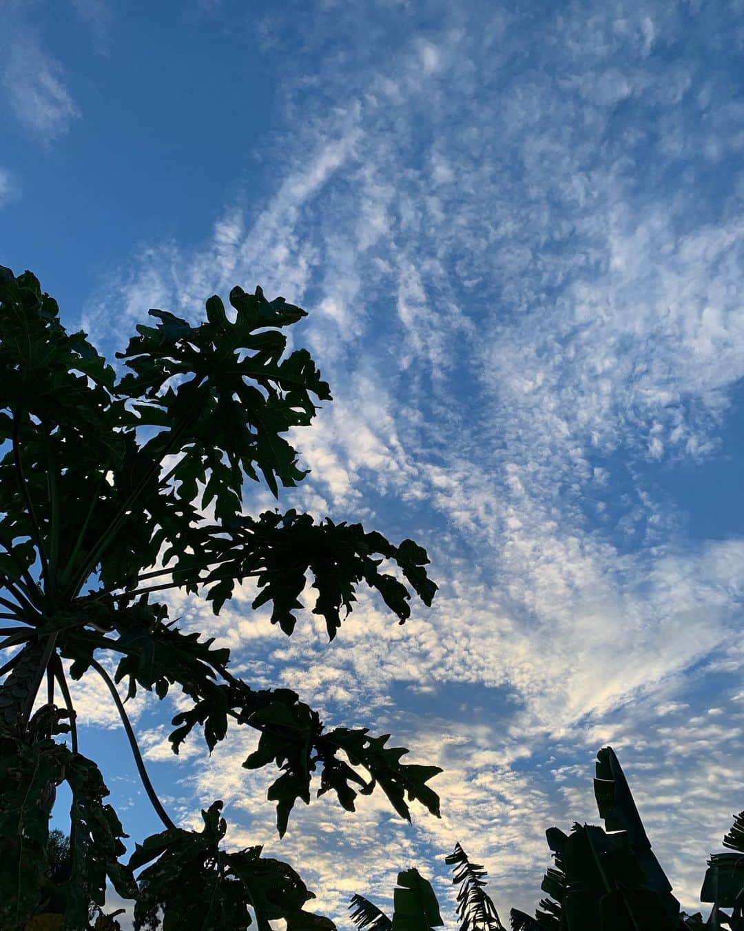 齊藤美絵さんのインスタグラム写真 - (齊藤美絵Instagram)「Good morning beautiful sky!  #maui #マウイ #liveontheearth #地球に寄り添った暮らし方 #childcare #育児  #3yearsold #mauinokaoi  #Hawaii #sky #morning #aloha #livewelllovemuchlaughoften #howtobeawesometoday  #ナチュラルビューティスタイリスト #ツタエルヒト。」7月24日 1時36分 - saitomie