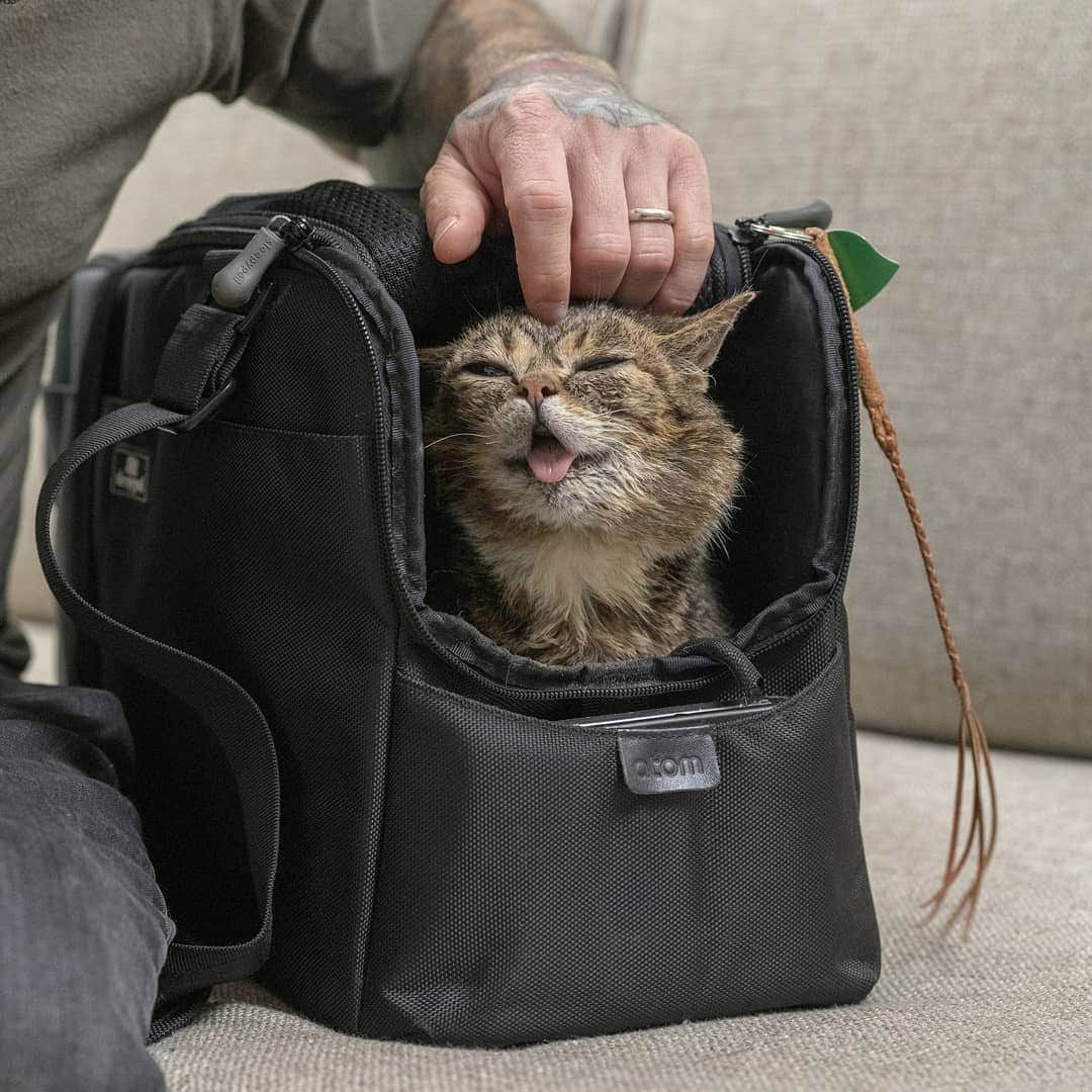 Lil BUBさんのインスタグラム写真 - (Lil BUBInstagram)「The new Assisi Loop Lounge is one of the best things to happen to BUB since the Assisi Loop (which literally saved her life). It gives her full body treatment in the comfort of a Sleepypod carrier, it's rechargeable, and she loves it so much she crawls in it to sleep every night. Learn more about this amazing device at the link in BUB's bio. #lilbub #scienceandmagic #sponsored」7月24日 1時53分 - iamlilbub