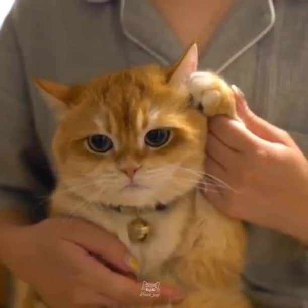 Aww Clubのインスタグラム