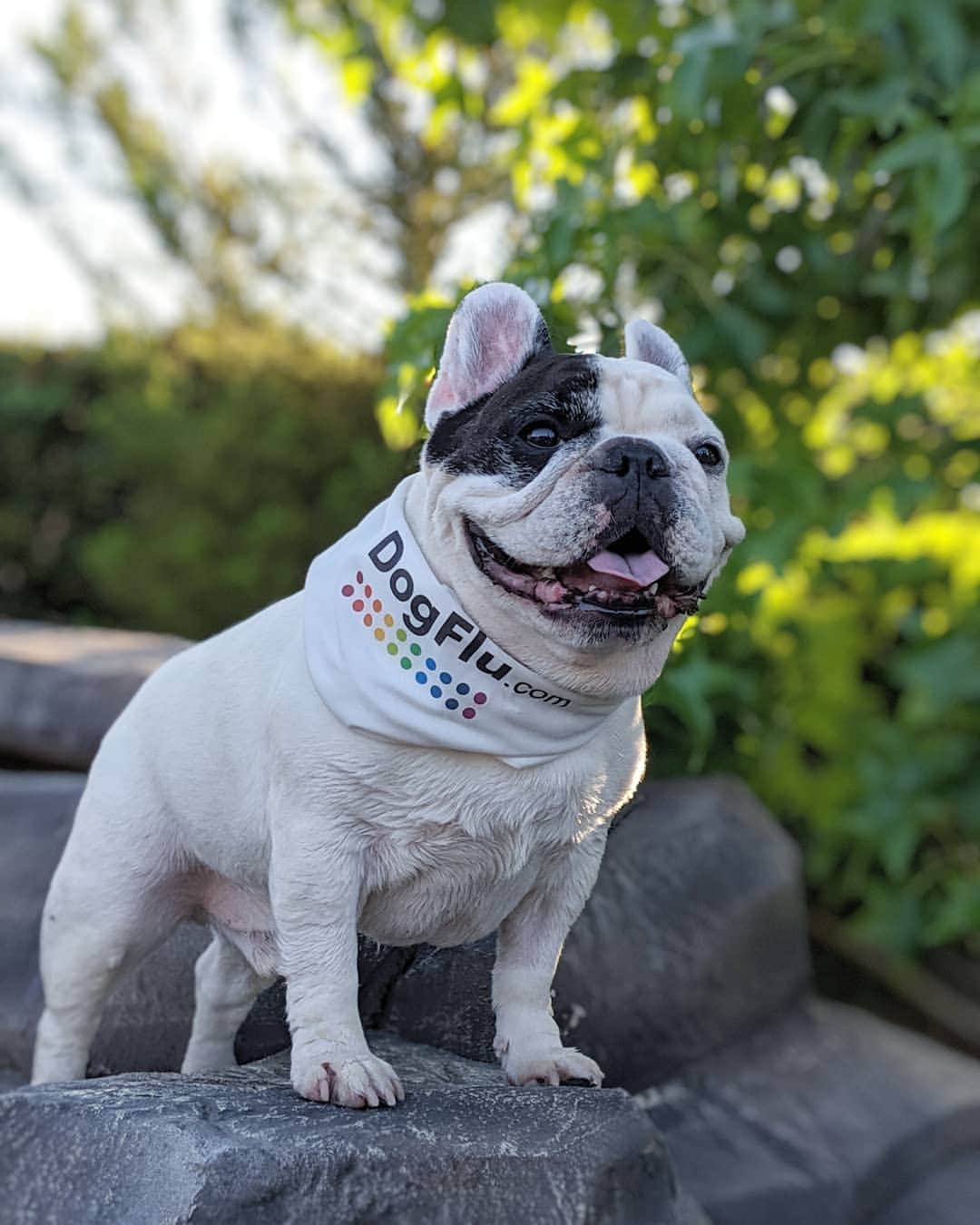 Manny The Frenchieのインスタグラム：「Some of my pals in California are sick with #dogflu! Thankfully, I’ve already received my vaccination – have you?! Call your vet today to ensure your dog flu vaccinations are up-to-date. Then learn more with Merck Animal Health at dogflu.com.  #sponsored」