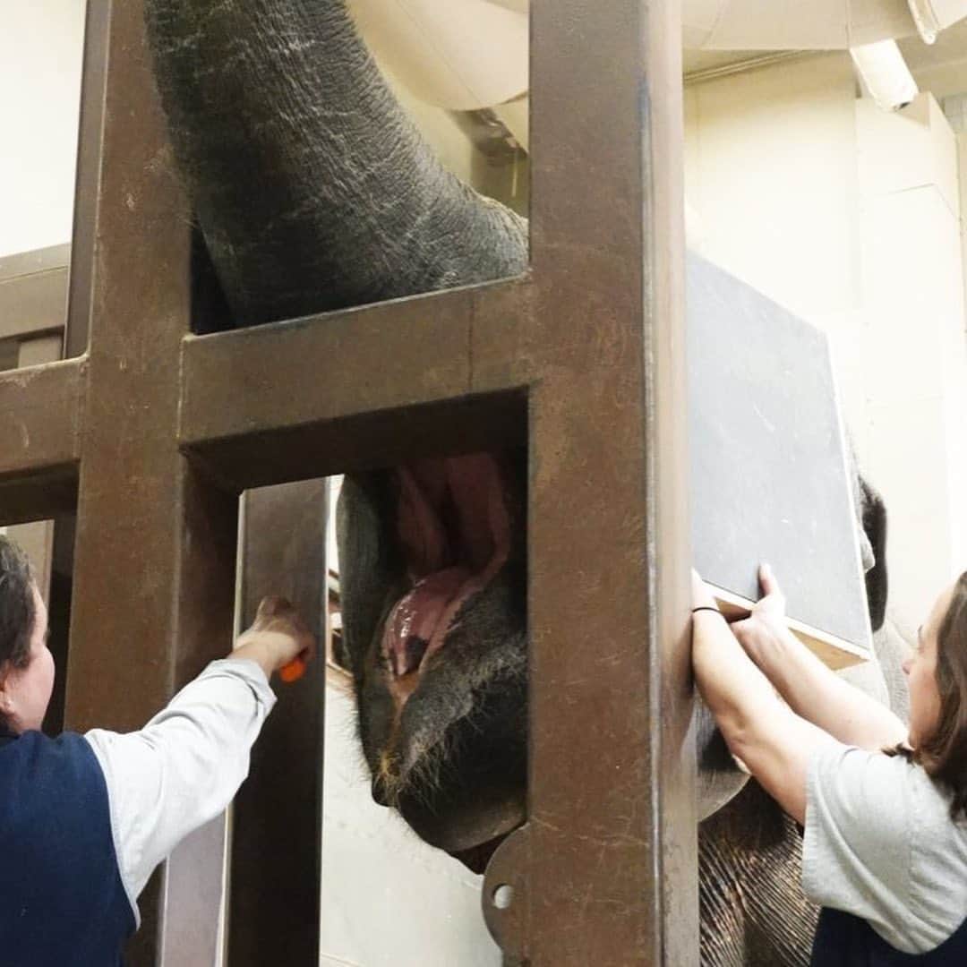 スミソニアン国立動物園さんのインスタグラム写真 - (スミソニアン国立動物園Instagram)「🐘When Asian elephant Swarna needed her teeth examined, animal keepers Rebecca Riley and Becca Spickler trained the 44-year-old elephant to voluntarily participate in dental radiographs! #NZKW2019  KEEPER Q&A (March 2019): s.si.edu/2VFmYxH. (Link in bio.)」7月24日 2時57分 - smithsonianzoo