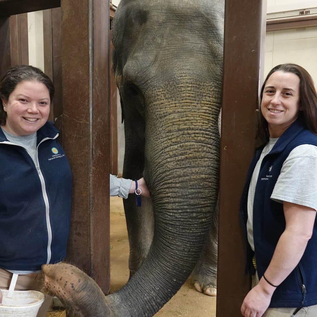 スミソニアン国立動物園さんのインスタグラム写真 - (スミソニアン国立動物園Instagram)「🐘When Asian elephant Swarna needed her teeth examined, animal keepers Rebecca Riley and Becca Spickler trained the 44-year-old elephant to voluntarily participate in dental radiographs! #NZKW2019  KEEPER Q&A (March 2019): s.si.edu/2VFmYxH. (Link in bio.)」7月24日 2時57分 - smithsonianzoo