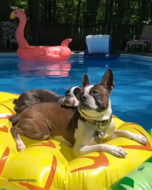 DogsOf Instagramのインスタグラム：「“When you finally see your best friend after a long week” writes @bostonterrierpuppy  #dogsofinstagram」