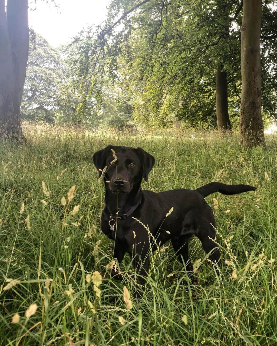 ヘレン・スケルトンさんのインスタグラム写真 - (ヘレン・スケルトンInstagram)「Cute pup... rubbish at hide and seek.  In a house of crazy you are the tonic to my gin Spider-Man. We are loving the sunshine (genuine excuse for my kids to be naked at all times) but it’s all proving hot hot hot for our lab. #uk #uksummer #sunshine #lovewhereyoulive #freshair #dogsofinstagram #labrador #spiderman」7月24日 3時40分 - helenskelton