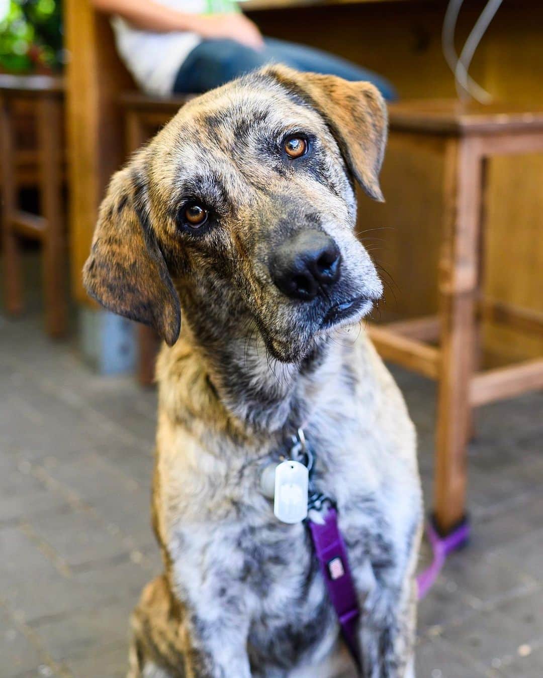The Dogistさんのインスタグラム写真 - (The DogistInstagram)「Girl, Mastiff/Lab mix (7 y/o), N Skidmore & N Mississippi Ave., Portland, OR • “She’s a seizure alert dog. She’ll start freaking out if she knows one is about to happen.”」7月24日 4時05分 - thedogist