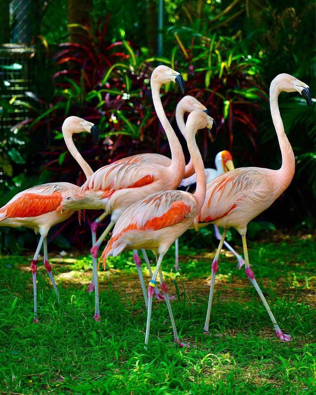 Zoological Wildlife Foundationさんのインスタグラム写真 - (Zoological Wildlife FoundationInstagram)「Our beautiful flock of Chilean flamingos taking a stroll on this warm Tuesday afternoon!💕🌞🌸🌺 #zwf #zwfmiami #flamingo #chileanflamingo #wadingbirds」7月24日 4時20分 - zwfmiami