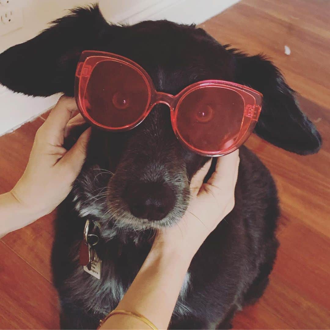 BarkBoxさんのインスタグラム写真 - (BarkBoxInstagram)「Thank you for letting me and Charlie takeover your IG and Twitter today Barkbox! All this online attention has changed him. - @rosebudbaker」7月24日 4時25分 - barkbox
