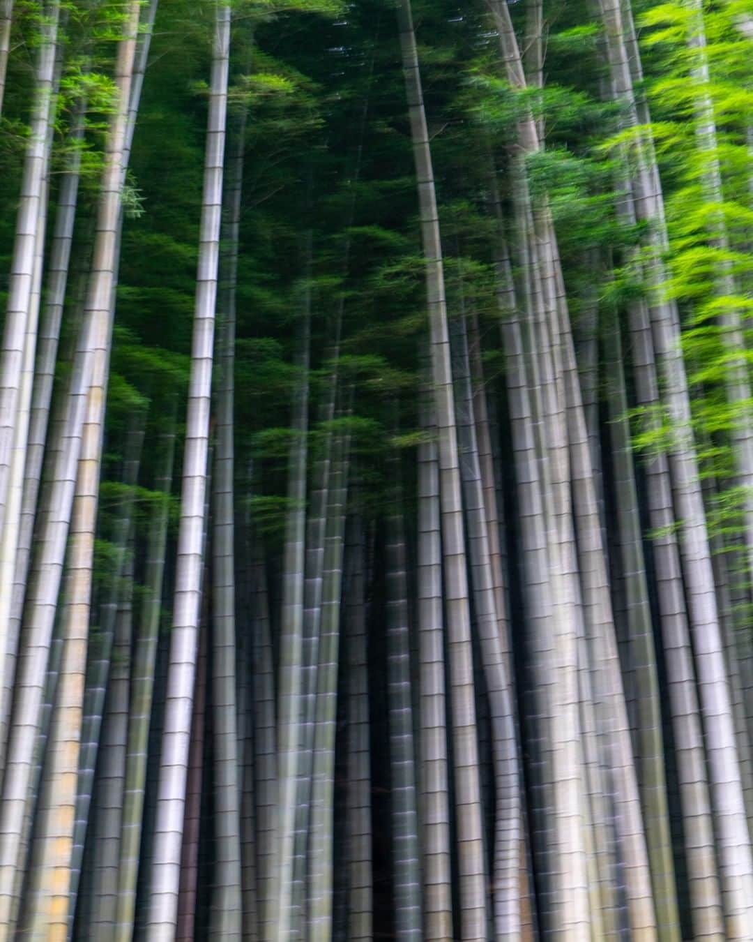 Michael Yamashitaさんのインスタグラム写真 - (Michael YamashitaInstagram)「Bamboo blowing in the wind. Omori, Shimane Prefecture, Japan. #shimane #shimaneken #omori #oda #bamboo #unescoworldheritage」7月24日 5時00分 - yamashitaphoto