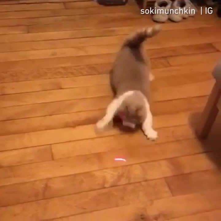 Aww Clubのインスタグラム