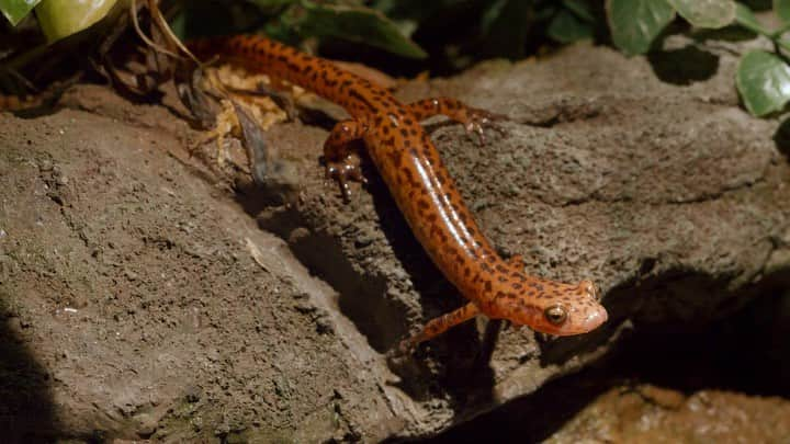 スミソニアン国立動物園のインスタグラム