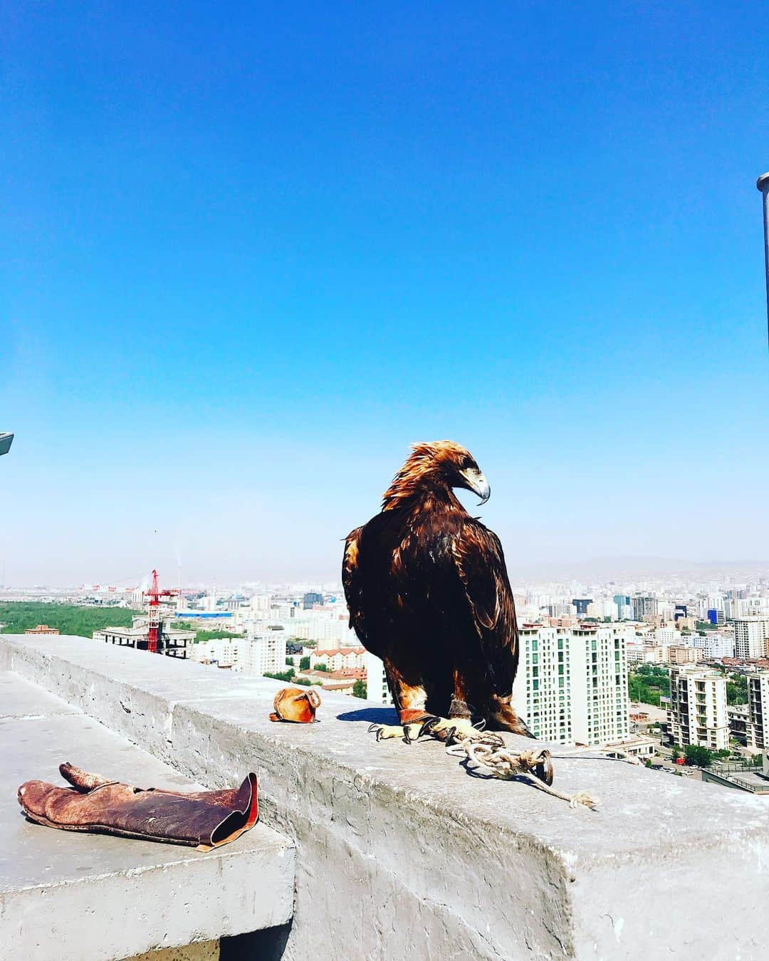 北条かやさんのインスタグラム写真 - (北条かやInstagram)「まだ続く #モンゴル。 #ウランバートル の街を一望できる広場です。風が気持ちいい  観光用の鷹🦅がいました！もちろん腕に載せましたが、肝心のツーショットを忘れた〜😇」7月24日 6時50分 - n_a_y_a_n_m_i_m_u