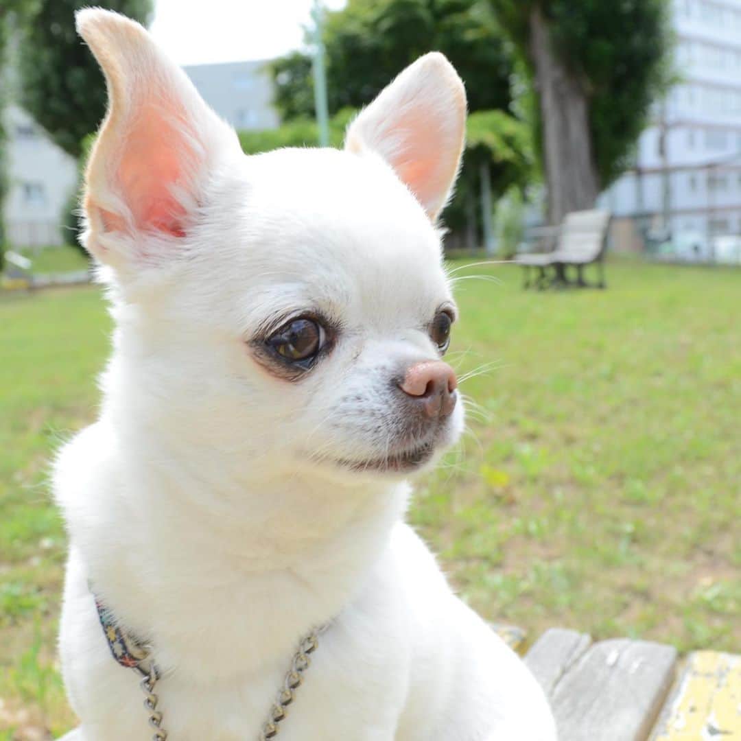 KORIKIのインスタグラム：「おはようございます♪ * #dogofsapporo #dog, #dogs, #dogstagram,#chihuahua,#犬バカ部,#チワワ,#koriki, #hanadog #白スムチ連合会, #スムチー,  #dogofthedayjp, #dogoftheday  #ilovemydog #instadog #instapet #WhiteChihuahua  #吉娃娃 #치와와  #dogsofinstagram #Chihuahualover  #チワワの輪 #barkbox #WhiteChihuahuaParty #もふもふモフモフ」