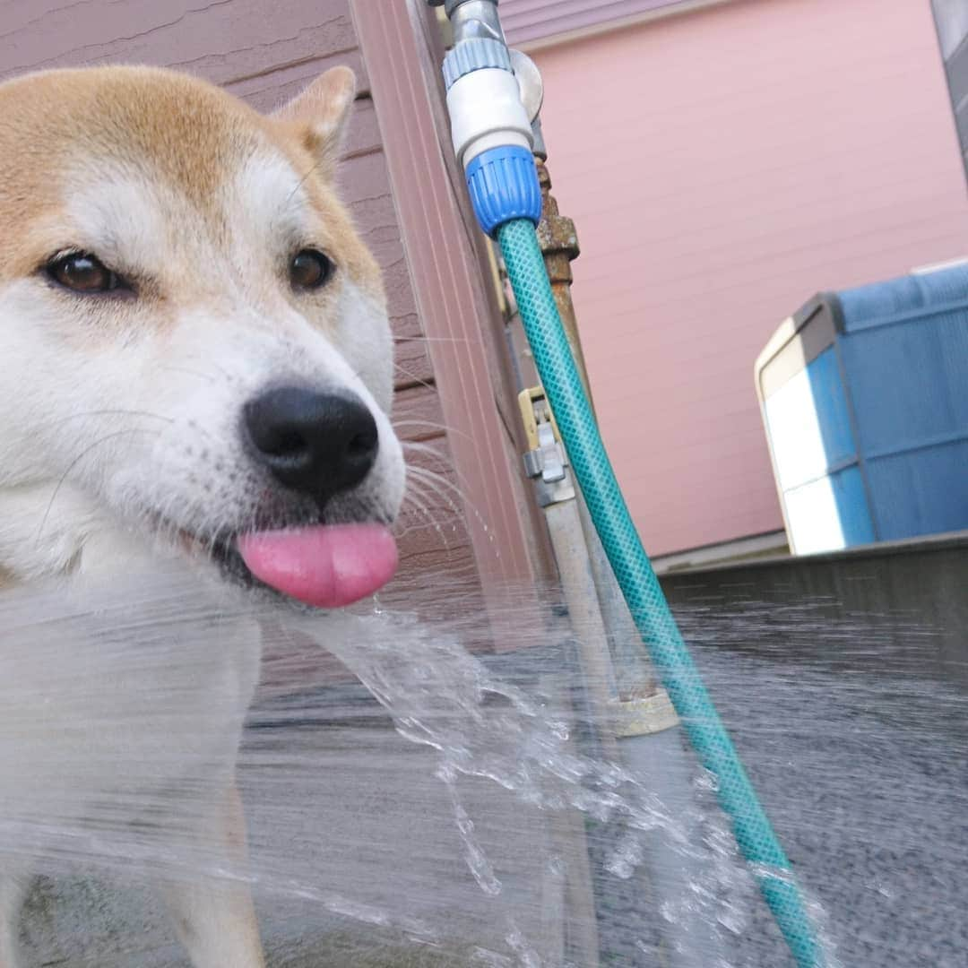 柴犬⭐️サスケさんのインスタグラム写真 - (柴犬⭐️サスケInstagram)「おはぺろ👅 #柴北会#柴犬#犬ら部 #赤柴#ふわもこ部 #わんだフォ #🐶#🐶📷#pecoいぬ部 #sasuke #shibagram #shibastagram #茶助#北海道#散歩後#水飲み#ワイルド飲み#👅#水 #さすけ」7月24日 7時56分 - shiba20150405