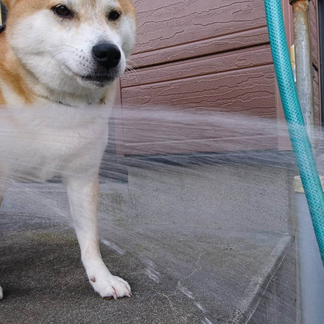 柴犬⭐️サスケさんのインスタグラム写真 - (柴犬⭐️サスケInstagram)「おはぺろ👅 #柴北会#柴犬#犬ら部 #赤柴#ふわもこ部 #わんだフォ #🐶#🐶📷#pecoいぬ部 #sasuke #shibagram #shibastagram #茶助#北海道#散歩後#水飲み#ワイルド飲み#👅#水 #さすけ」7月24日 7時56分 - shiba20150405