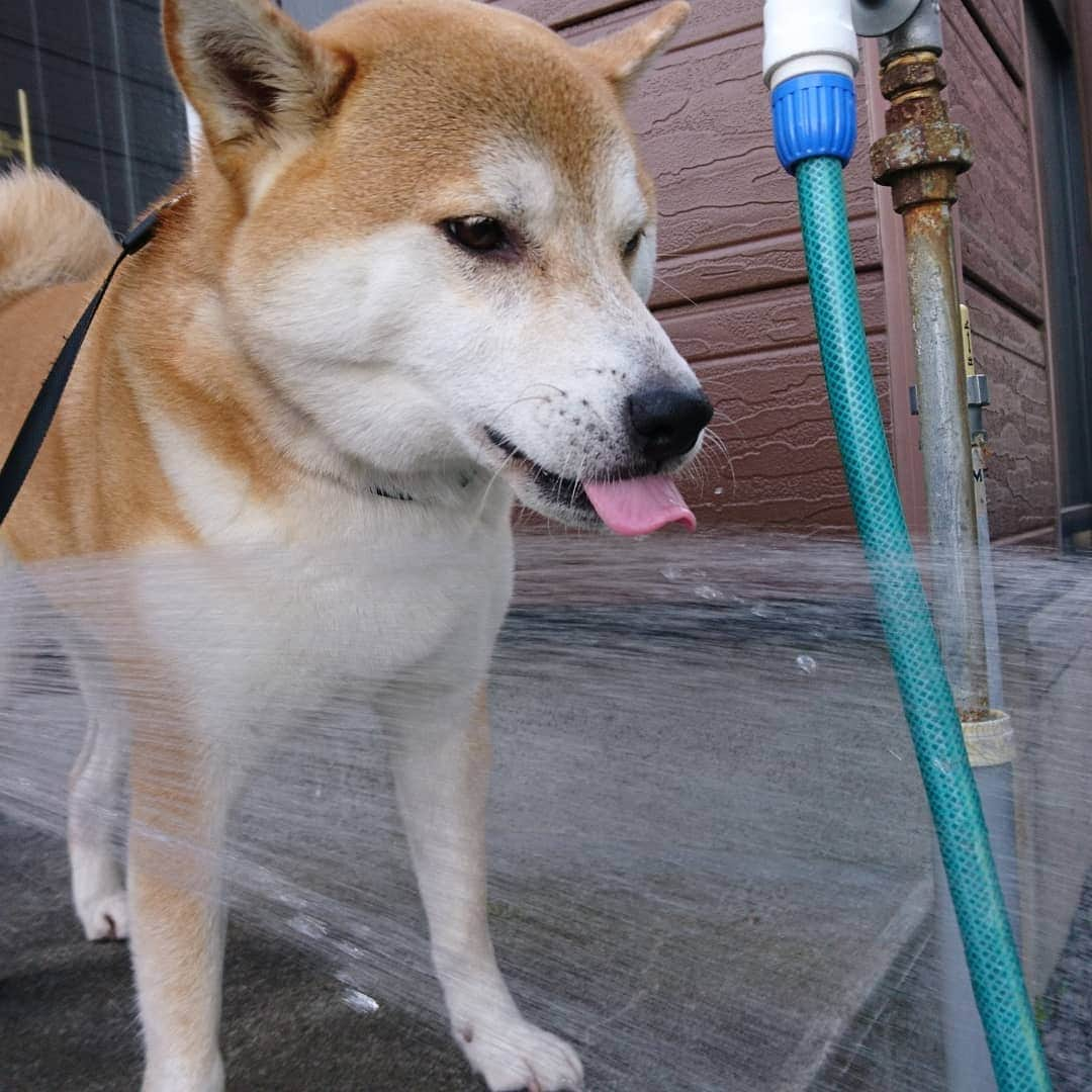 柴犬⭐️サスケさんのインスタグラム写真 - (柴犬⭐️サスケInstagram)「おはぺろ👅 #柴北会#柴犬#犬ら部 #赤柴#ふわもこ部 #わんだフォ #🐶#🐶📷#pecoいぬ部 #sasuke #shibagram #shibastagram #茶助#北海道#散歩後#水飲み#ワイルド飲み#👅#水 #さすけ」7月24日 7時56分 - shiba20150405