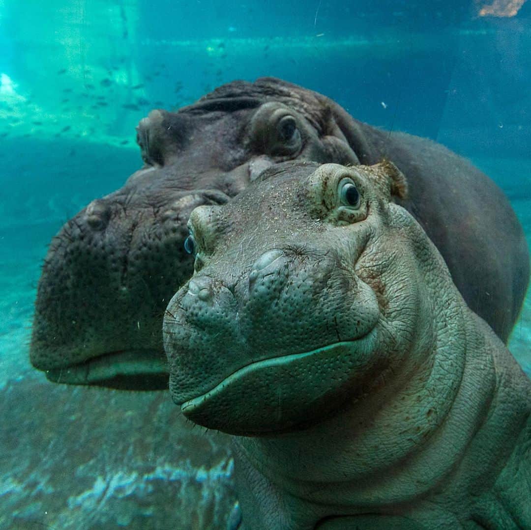 San Diego Zooさんのインスタグラム写真 - (San Diego ZooInstagram)「We bid farewell to our #TonyTuesday series with these top 10 Tony posts, and wish our hippo king a very happy and healthy stay at Wildlife Safari. 🦛 #happyhippos #bonvoyagebigboy #stillthebestdayoftheweek #KingofTuesdays #floatyriverunit #sandiegzoo」7月24日 8時04分 - sandiegozoo