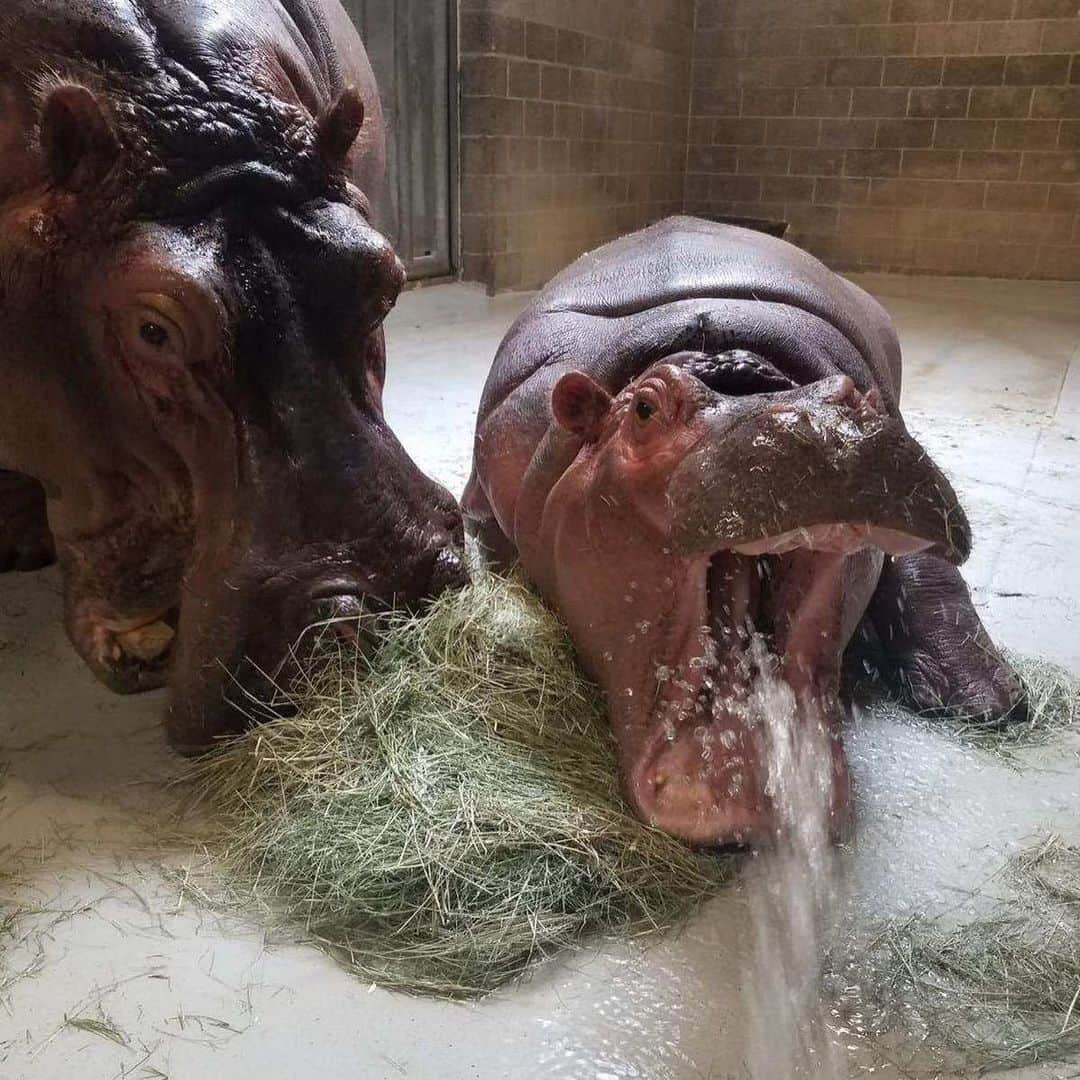 San Diego Zooさんのインスタグラム写真 - (San Diego ZooInstagram)「We bid farewell to our #TonyTuesday series with these top 10 Tony posts, and wish our hippo king a very happy and healthy stay at Wildlife Safari. 🦛 #happyhippos #bonvoyagebigboy #stillthebestdayoftheweek #KingofTuesdays #floatyriverunit #sandiegzoo」7月24日 8時04分 - sandiegozoo