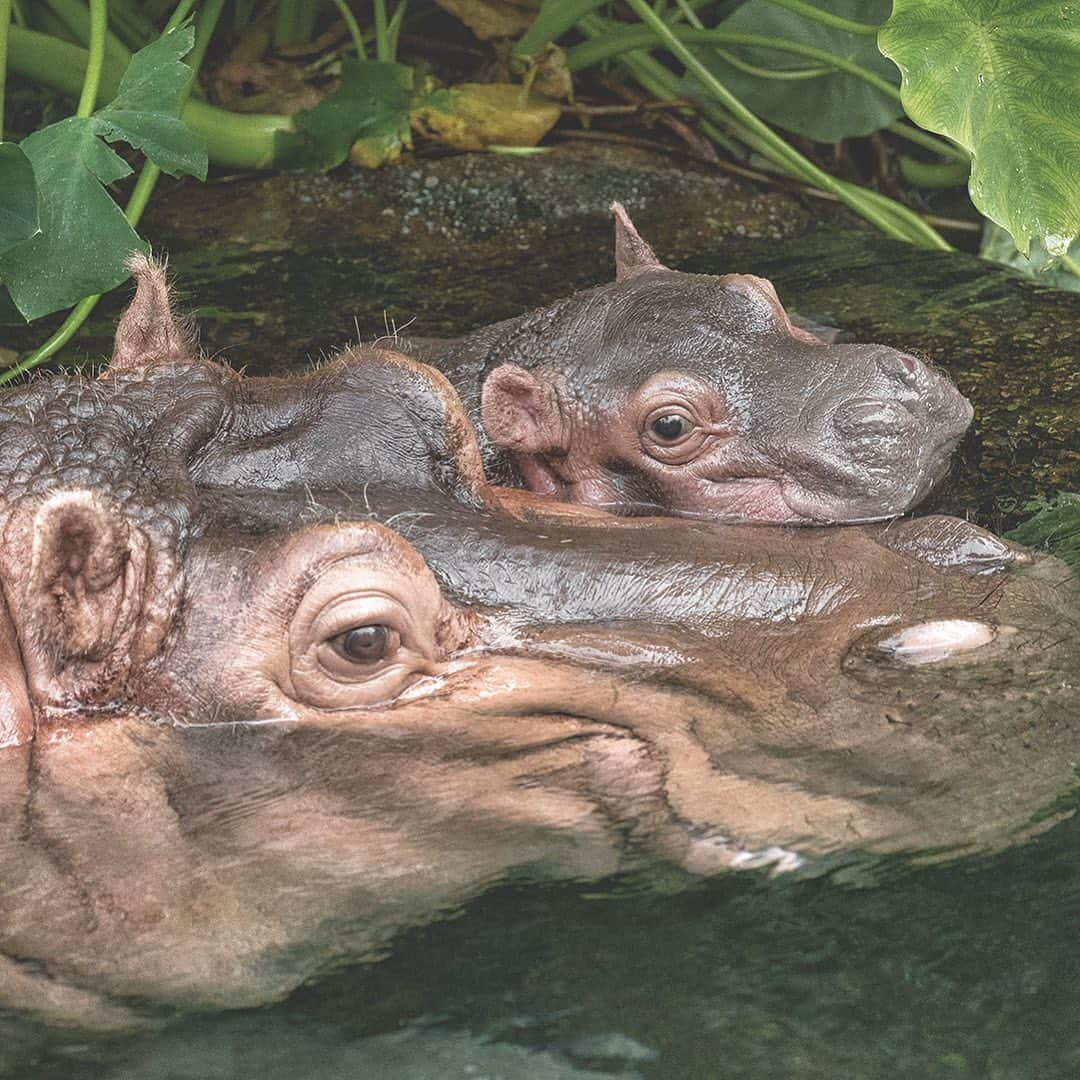 San Diego Zooさんのインスタグラム写真 - (San Diego ZooInstagram)「We bid farewell to our #TonyTuesday series with these top 10 Tony posts, and wish our hippo king a very happy and healthy stay at Wildlife Safari. 🦛 #happyhippos #bonvoyagebigboy #stillthebestdayoftheweek #KingofTuesdays #floatyriverunit #sandiegzoo」7月24日 8時04分 - sandiegozoo