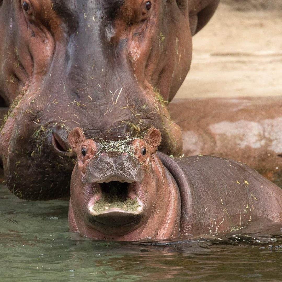 San Diego Zooさんのインスタグラム写真 - (San Diego ZooInstagram)「We bid farewell to our #TonyTuesday series with these top 10 Tony posts, and wish our hippo king a very happy and healthy stay at Wildlife Safari. 🦛 #happyhippos #bonvoyagebigboy #stillthebestdayoftheweek #KingofTuesdays #floatyriverunit #sandiegzoo」7月24日 8時04分 - sandiegozoo