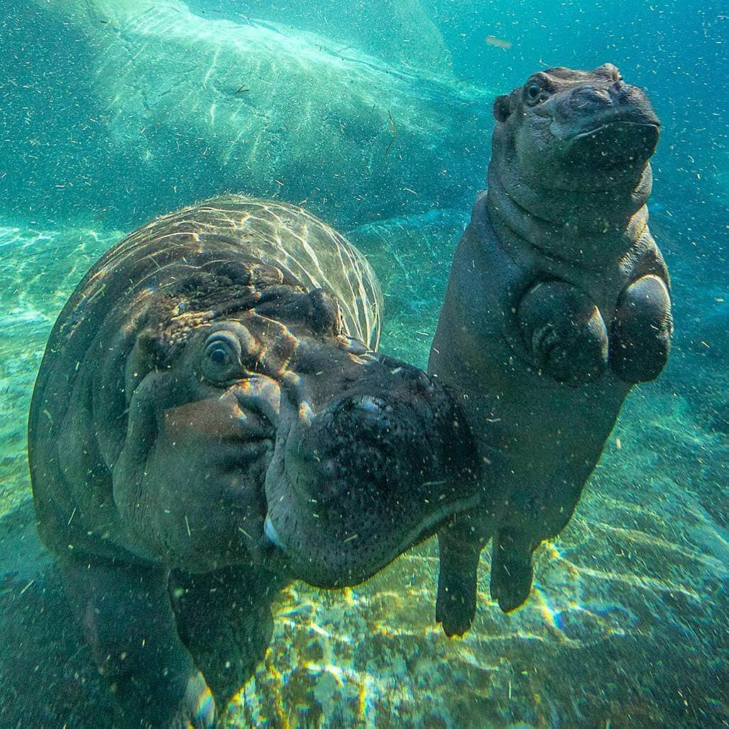 San Diego Zooさんのインスタグラム写真 - (San Diego ZooInstagram)「We bid farewell to our #TonyTuesday series with these top 10 Tony posts, and wish our hippo king a very happy and healthy stay at Wildlife Safari. 🦛 #happyhippos #bonvoyagebigboy #stillthebestdayoftheweek #KingofTuesdays #floatyriverunit #sandiegzoo」7月24日 8時04分 - sandiegozoo