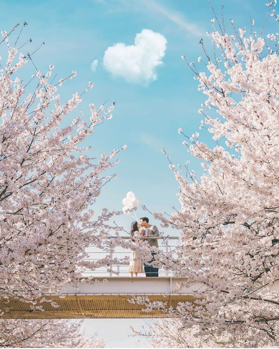 プレ花嫁の結婚式準備サイト marry【マリー】さんのインスタグラム写真 - (プレ花嫁の結婚式準備サイト marry【マリー】Instagram)「◌ ❁˚ 桜×青空の写真✨🌸 陸橋の下から撮ると、 こんなに素敵な構図になるんですね💕 * こんな構図で撮れそうな 「陸橋と桜が同じ場所にある」ところ、 パッと思いつきますか？  いつも人いっぱいですが、 六本木の#ミッドタウン なら撮れるかも...！ と思いました🌸✨ * 全国にもいっぱいあるはず。 春になったら挑戦してみたい ウェディングフォトです🌸✨ ◌ ❁˚ photo by @by.future * * * marryは「世界中の可愛い」を集める ウェディングサイトです💎  サイト内には、 結婚式のアイデアを紹介する記事が1万以上✨ 毎日朝6時と夜の6時に新着記事をUP✨ @marryxoxo_wd の プロフィールURLからチェックできます💍  特に人気の記事は @marryxoxo_id のアカウントでも 紹介しているので必見🌷 ◌ ❁˚ #プレ花嫁#卒花#卒花嫁#2019春婚#2019夏婚#2019秋婚#2019冬婚#2020春婚#2020夏婚#2020秋婚#プロポーズ#エンゲージメントフォト#カップルフォト#ファミリーフォト#セーブザデート#桜フォト#桜ウェディング#桜ウェディングフォト#韓国フォト#陸橋#marryxoxo」7月24日 8時03分 - marryxoxo_wd