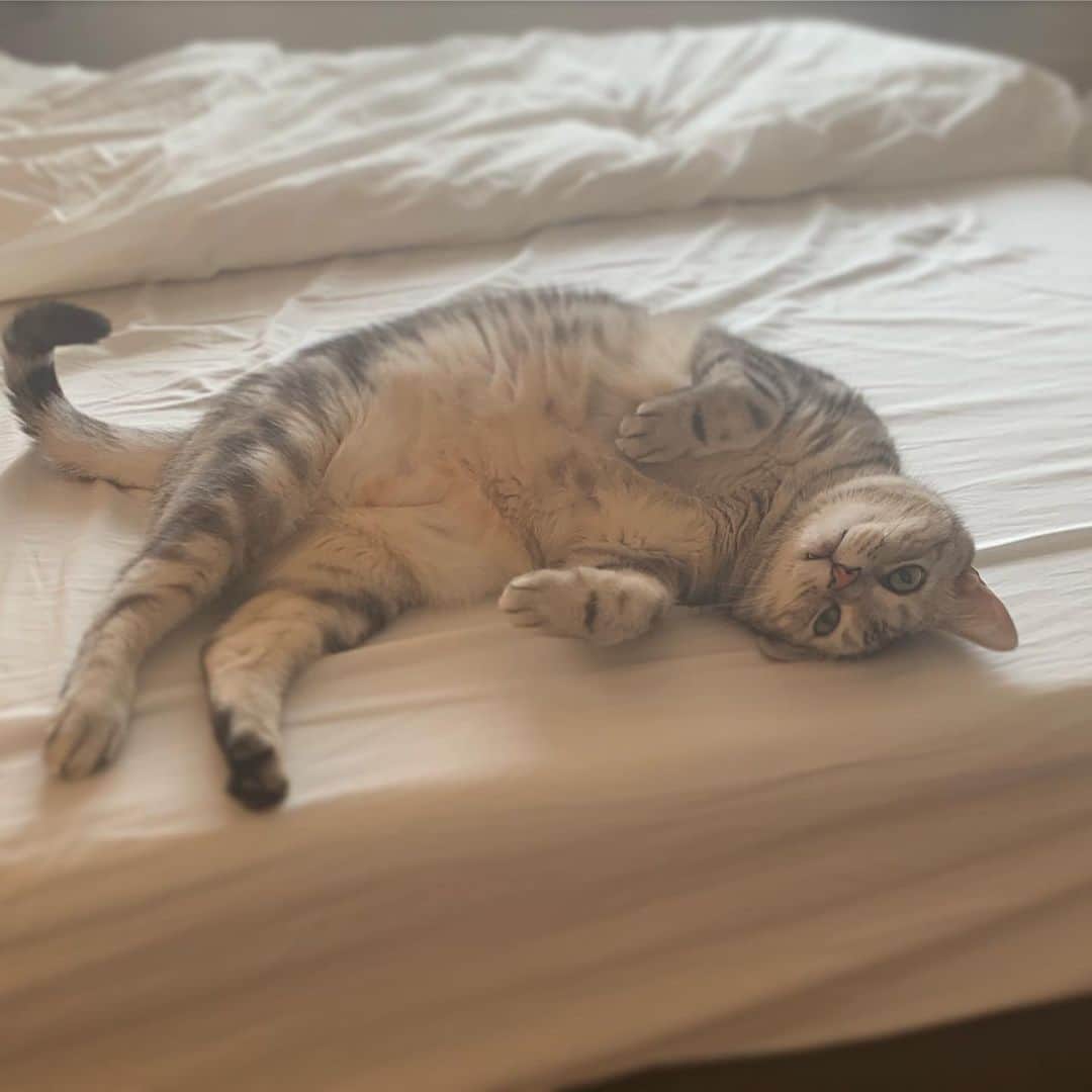 Alain アランさんのインスタグラム写真 - (Alain アランInstagram)「Good morning! Bonjour! I’m sleepy. * おはようございますにゃん！ ベッドでまどろむアラン。 ママがお化粧してるところを見てるうちに眠くなっちゃったみたい。 * #catstagram #cat_features  #topcatphoto #cutepetclub #catsofinstagram #ig_catclub #cats_of_world #meowsandwoofs #meowvswoof#nc_cuties #excellent_cats #catstocker  #bestmeow #magnificenteowdels#bestcats_oftheworld#INSTACAT_MEOWS #peco #animalsco#mofmo#igersjp#みんねこ#ふわもこ部#アメショー#ビューティープロコンテスト @beautypro_contest #lovelycatonline#映画ペット2キャンペーン#映画ペット2#sippo写真展に参加したい」7月24日 8時31分 - alain_cat