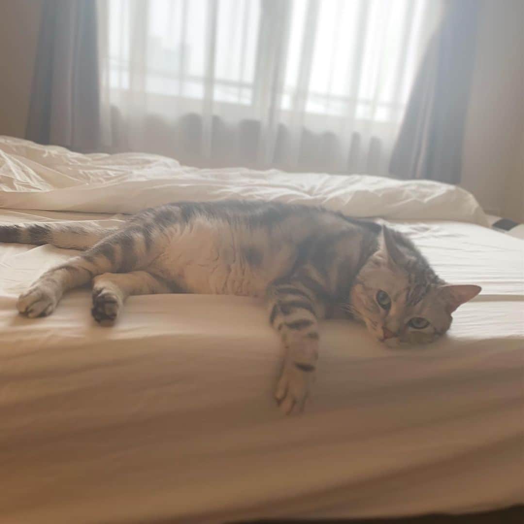 Alain アランさんのインスタグラム写真 - (Alain アランInstagram)「Good morning! Bonjour! I’m sleepy. * おはようございますにゃん！ ベッドでまどろむアラン。 ママがお化粧してるところを見てるうちに眠くなっちゃったみたい。 * #catstagram #cat_features  #topcatphoto #cutepetclub #catsofinstagram #ig_catclub #cats_of_world #meowsandwoofs #meowvswoof#nc_cuties #excellent_cats #catstocker  #bestmeow #magnificenteowdels#bestcats_oftheworld#INSTACAT_MEOWS #peco #animalsco#mofmo#igersjp#みんねこ#ふわもこ部#アメショー#ビューティープロコンテスト @beautypro_contest #lovelycatonline#映画ペット2キャンペーン#映画ペット2#sippo写真展に参加したい」7月24日 8時31分 - alain_cat