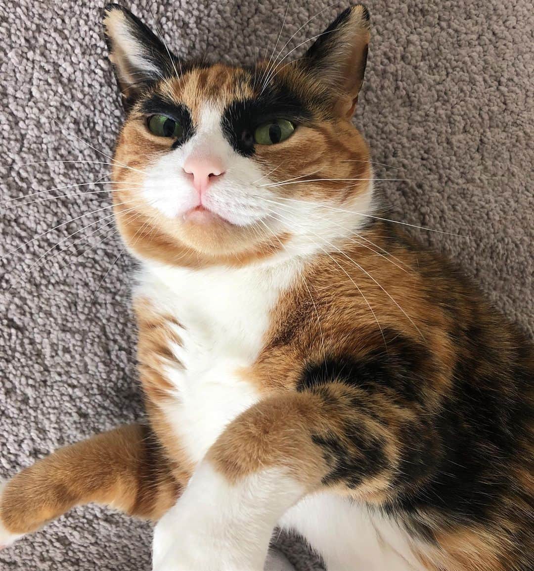 リリーのインスタグラム：「Boop me and I’ll bite ya😼」