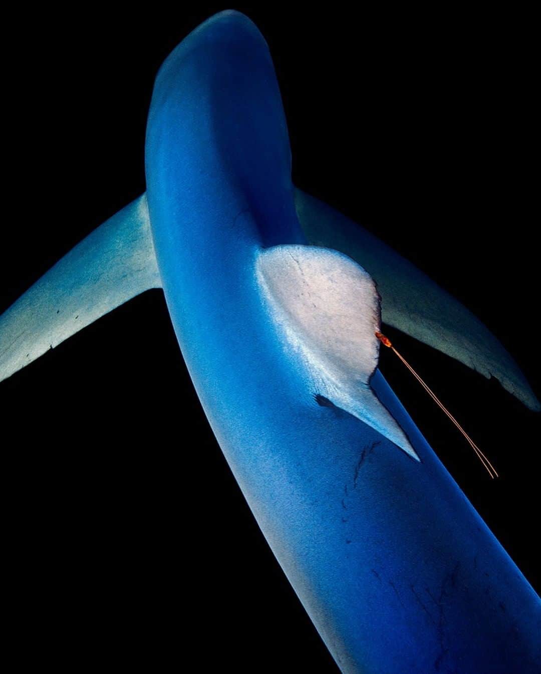 ナショナルジオグラフィックさんのインスタグラム写真 - (ナショナルジオグラフィックInstagram)「Photo by Brian Skerry @brianskerry | A blue shark with a red-colored parasitic copepod lodged in its dorsal fin (a tiny hitchhiker) cruises in the Gulf of Maine. A pelagic animal living in the open sea, blue sharks have been sculpted by nature to move like undersea aircraft, with slender, fuselage-like bodies and long winglike pectoral fins. Like all species of sharks, their numbers are in decline due to overfishing and shark finning. For more ocean wildlife photos follow @BrianSkerry  #sharks #gulfofmaine #sharkfinning」7月24日 19時38分 - natgeo