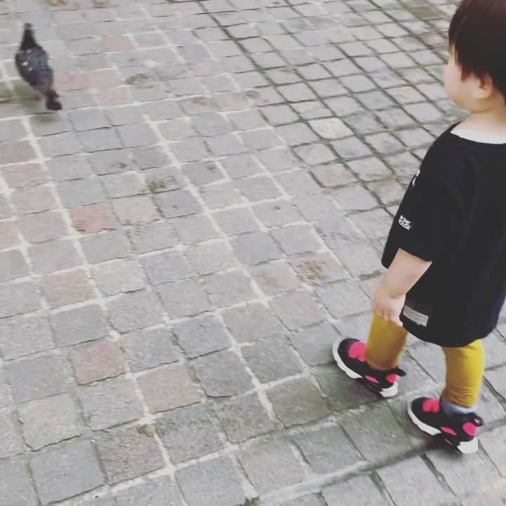 のインスタグラム：「にわとり〜にわとり待って、はう！！ そもそも鳩さんだし、飛ぶし、かなりのビックリリアクションにこっちがビックリしました🕊 そっか。。全てが初めての世界だから、飛ぶことさえ驚き。しばらく立ち尽くしていましたが、チーズ買いに行こうか！と言うと、レッツゴー！と言うてました😊✨ . . #instagood #はとさん #にわとり #飛ぶ」