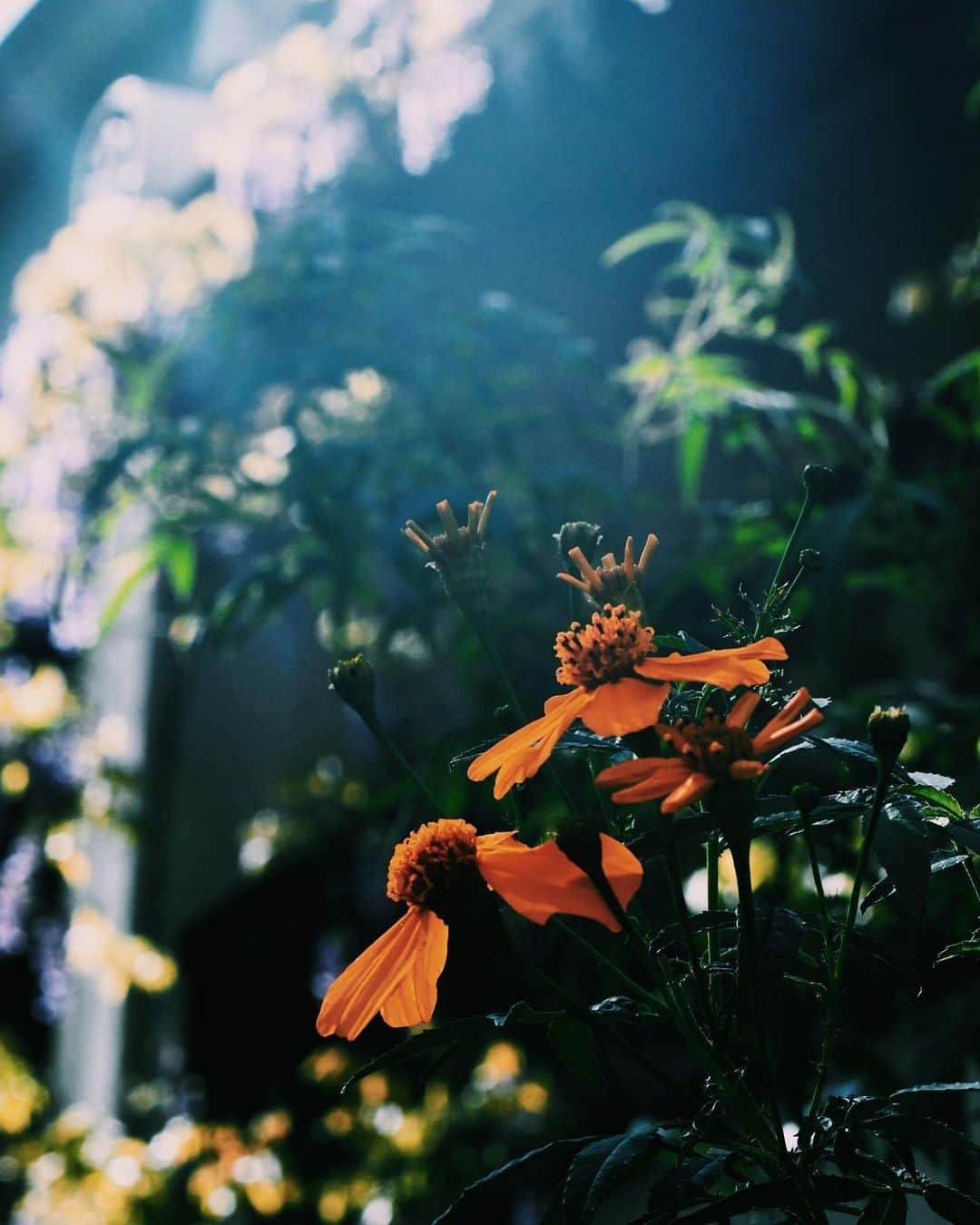 吉田朱里さんのインスタグラム写真 - (吉田朱里Instagram)「You Are My Flower」7月24日 18時34分 - ally_akari_yoshida