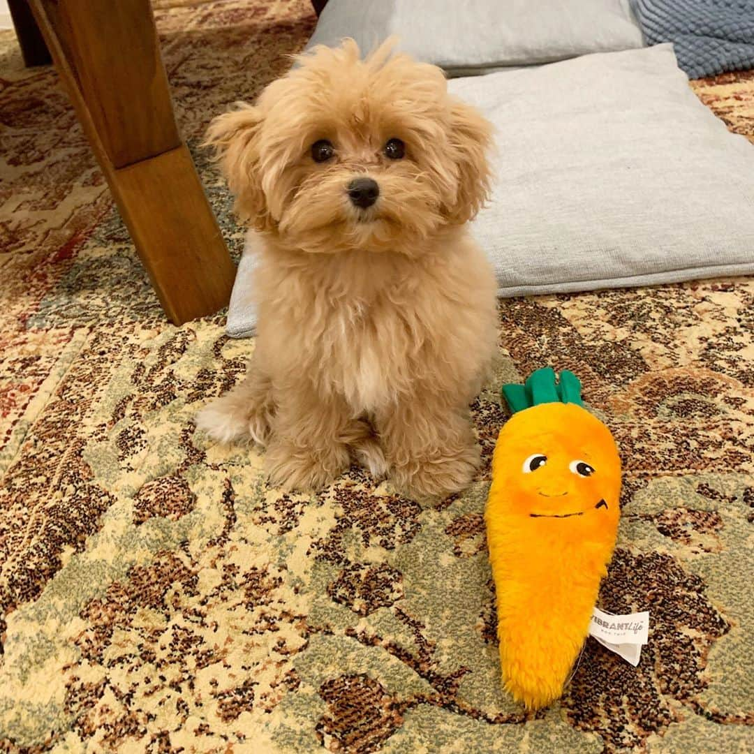 鈴木友菜さんのインスタグラム写真 - (鈴木友菜Instagram)「はじめまして、ぽんずちゃん🥕 初めて #麻祐子飯 もご馳走していただき、おいしさと器のおしゃれさと手際のよさに脱帽でした…🥺🥺 #ぽんず #まるぷー」7月24日 18時43分 - yuuna_suzuki