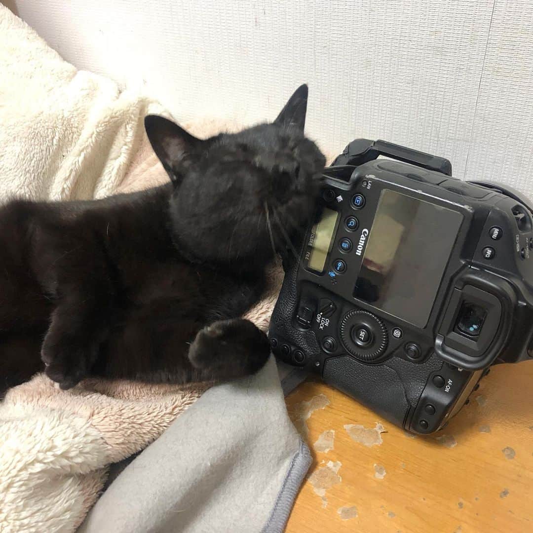 ホタテ＆クラム＆シラスのインスタグラム：「人の仕事道具を快楽の為に使う猫 #cat #neko #blackcat #猫 #ねこ #黒猫 #catstagram #instagram #instagramjapan #ig_japan #igersjp」