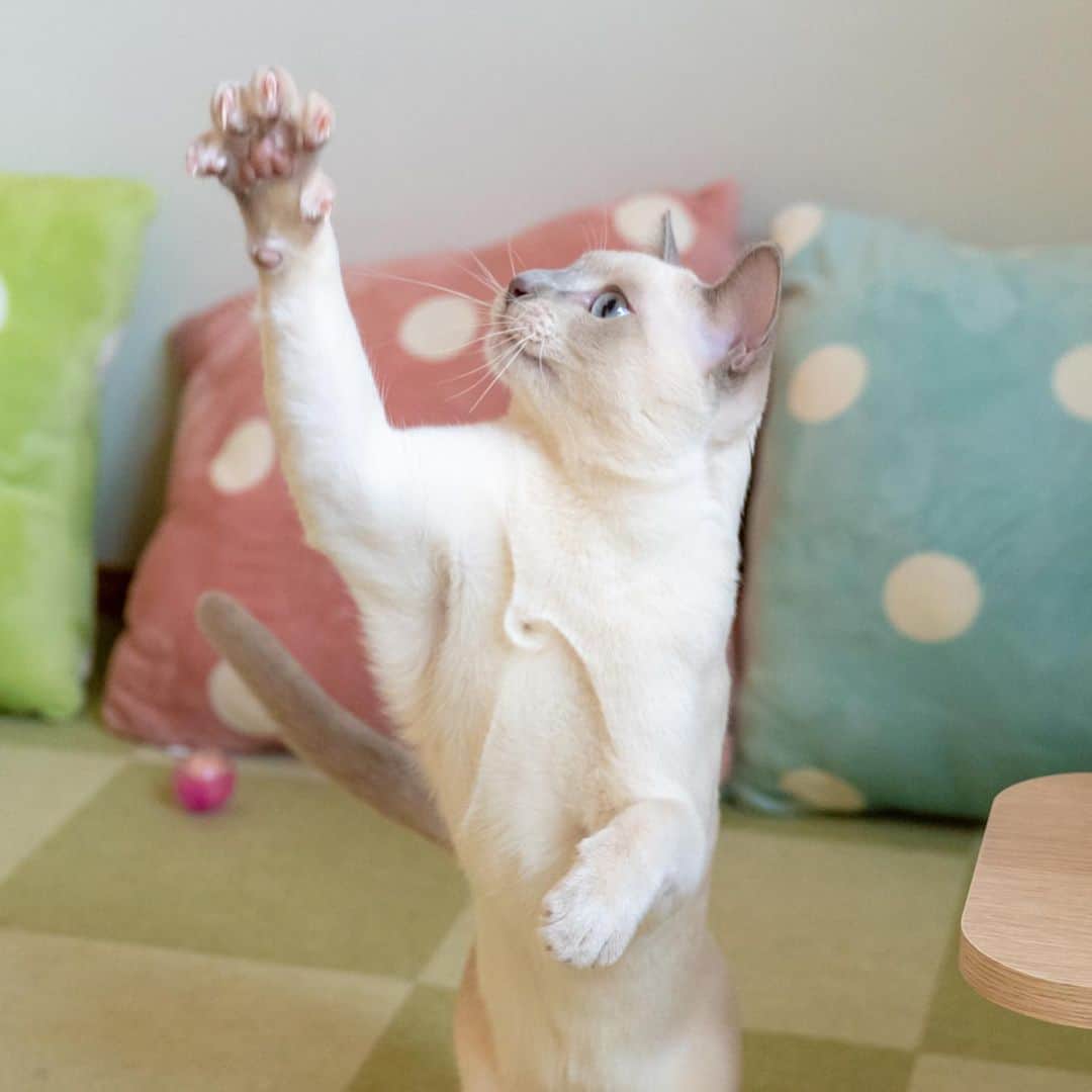 マアルのインスタグラム：「ラックさん #😸 #猫好きさんと繋がりたい #北海道 #旭川市 #ペットホテル #トンキニーズ」