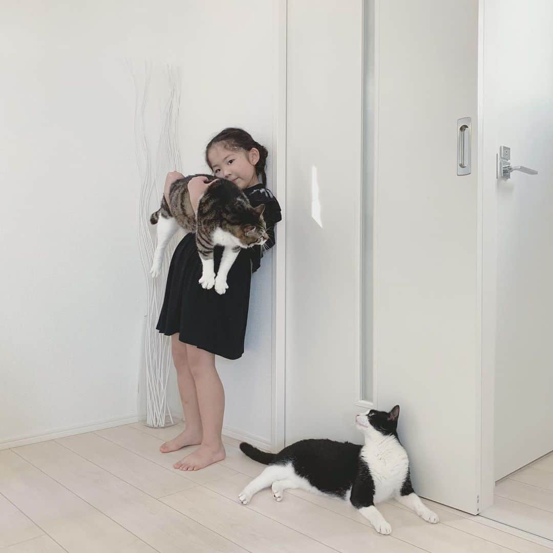 korokoronyaさんのインスタグラム写真 - (korokoronyaInstagram)「✶*∗ 24 Jul, 2019  Brothers🐱👧🏻🐱 * こんばんにゃ🐱👧🏻🐱 ちびマメ姉さん夏休みに入って 今日やっとプール入れたんだって🏊‍♀️ 夏休み前もこの天候で 4回しか入れてなくてねぇ💦 やっと夏って感じか？ #あたし #来月 #誕生日がやってくる  #何歳になるんだっけ * #まめごまちびまめ」7月24日 18時58分 - korokoronya