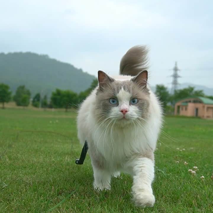 マアルのインスタグラム：「ラル副店長 #🐈 #猫好きさんと繋がりたい #北海道 #旭川市 #忠和公園 #ペットホテル #ラグドール」