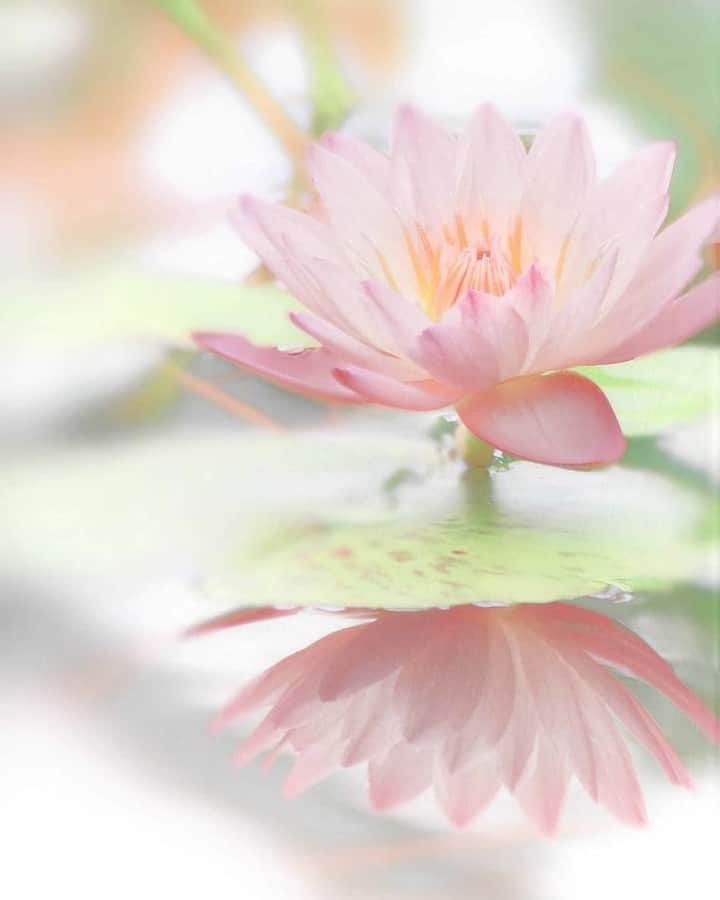 花の写真館のインスタグラム：「Photo by @odekakephoto7.⠀ https://instagram.com/odekakephoto7/⠀ .⠀ Original Post[投稿頂いたURL]⠀ https://www.instagram.com/p/BzOkoSXgHFA/⠀ .⠀ 本アカウントは、 #私の花の写真 をつけてInstagramに投稿された皆さまの花の写真や、「花の写真館」Facebookページで投稿された花の写真を紹介します。⠀ 「花の写真館」Facebookページは、「 @floral.photograph 」のプロフィールにあるURLからご覧ください。⠀ .⠀ #花の写真館 #floralphotograph #floralphoto #flower #flowers #富士フイルム #FUJIFILM⠀ Follow: @floral.photograph」
