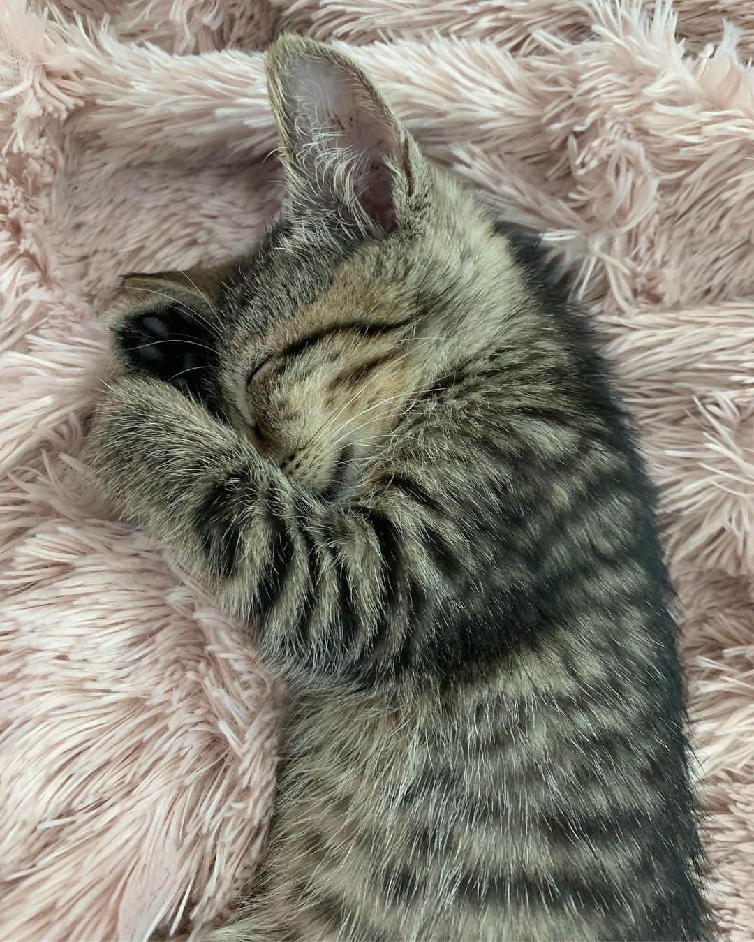 Katya Elise Henryさんのインスタグラム写真 - (Katya Elise HenryInstagram)「Hi everyone, meet my son 🥺 his name is Dawg. (My Dawg 4L 🤝) he is 1.5 lbs, currently as big as a potato, 6 weeks old, from da streets of miami, and cute af. He enjoys crawling up my bare legs, playing w/ his toys (yes he is spoiled rottennnn 😍), eating, netflix & chillin (we watch nature shows), cuddling and sleeping on his mommy. He came to me at the perfect time. I’ve ever loved something so much o m g. I’m so happy! 😫🐈 I made a YouTube video about it! Check it outttttt link in bio. #KatDawg」7月24日 10時40分 - katyaelisehenry