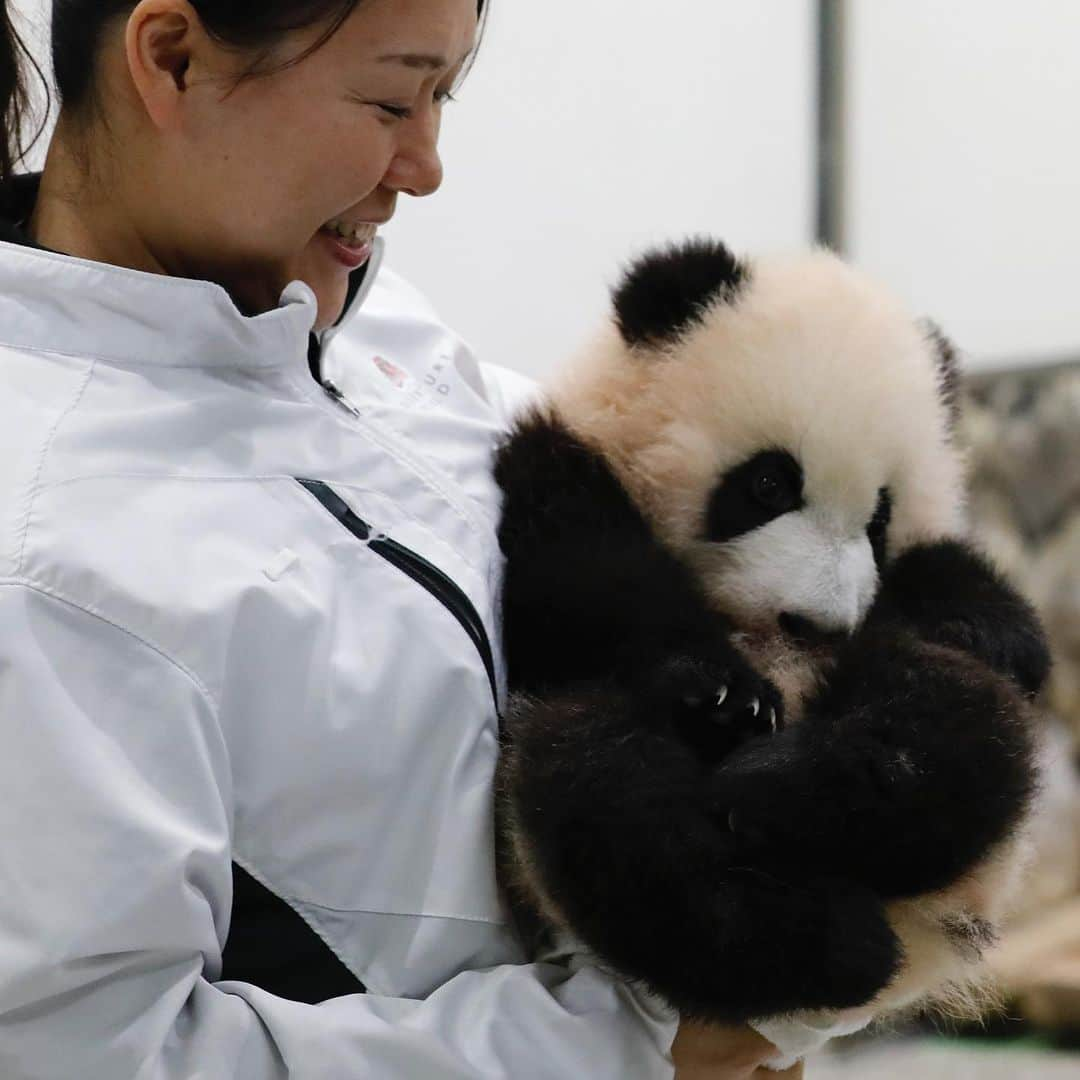 パンダ（白浜）さんのインスタグラム写真 - (パンダ（白浜）Instagram)「🐼 😊 #HELLOLITTLE 🐼🐼🐼 #ハローリトル #baby #pandamental #hellopanda #ハローパンダ #パンダグラビア and #panda #pandababy 🐼🐼🐼 ⭐︎『HELLO LITTLE』IN STORE NOW⭐️ #彩浜 with staff smile😊」7月24日 11時11分 - hellopanda_book