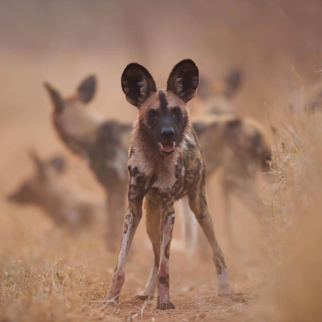 アメリカ自然史博物館さんのインスタグラム写真 - (アメリカ自然史博物館Instagram)「The African wild dog (Lycaon pictus) is a very social animal. It lives in a pack that has an organized social system; packs typically consist of 10 individuals, but can sometimes be over 40 members strong! Cooperative living increases hunting success, as well as the wellbeing of the pups and overall pack. Group coordination is key when taking down large meals like a wildebeest or zeroing in on one gazelle in a large herd. Unfortunately, this canid is threatened by loss of habitat, diseases spread by domestic dogs, and conflicts with humans that result from attacks on livestock. Photo: © Kim Wolhuter, @pbsnature」7月24日 11時38分 - amnh