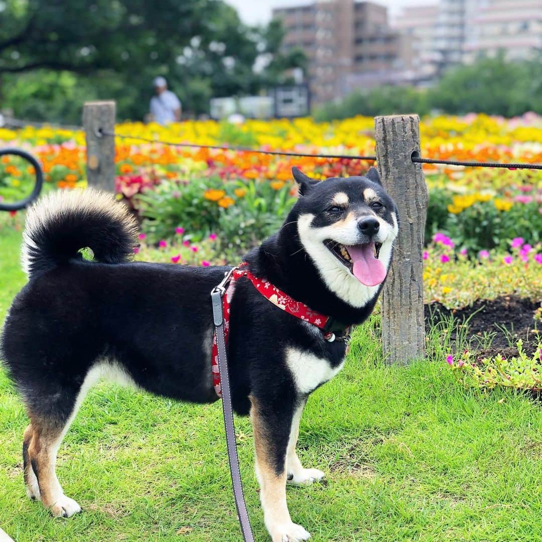 vo_coのインスタグラム：「2019.07.24 本日、あたしこたつが一方的に梅雨明けを宣言します！ * #勝手に梅雨明け宣言 #shibastagram #instashiba #shiba #shibainu #黒柴 #柴犬」