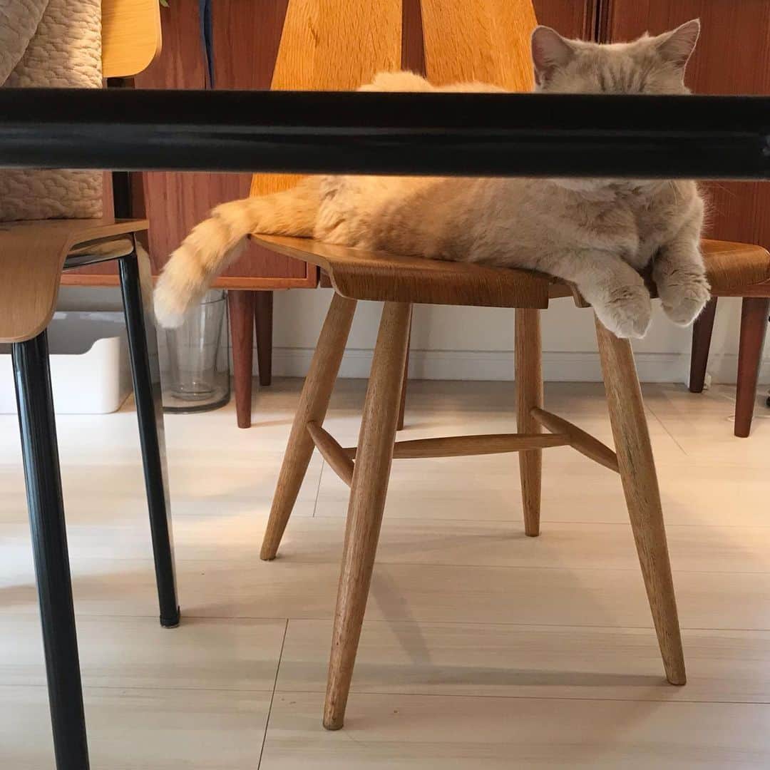 濱中鮎子さんのインスタグラム写真 - (濱中鮎子Instagram)「【匿名希望】 東京都にお住いの子守三昧さん  最近、饅頭みたいなやつが、ぎゃあきゃあ煩くて、僕の睡眠時間が20時間から18時間に減りました。大変です。どうしたらいいですか？  #チャイ坊の子守録  #チャイ坊とお嬢  #朝食のとき椅子に座っていた  #中年猫Cさん  #cat #ネコ #小心者の親分 #チャイ坊 #チャイ #chai #britishshorthair #ブリティッシュショートヘア #クラッシュフェイス #ぶチャイく #愛の交歓」7月24日 12時25分 - ayukohamanaka