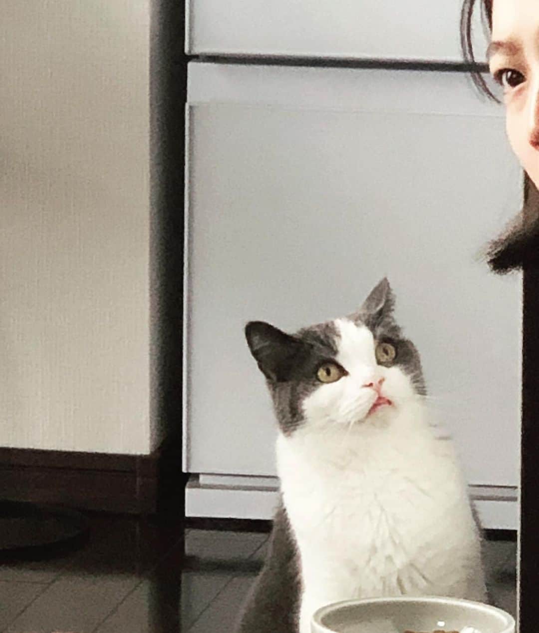小谷実由さんのインスタグラム写真 - (小谷実由Instagram)「見切れているのは私なんですが、いつもこのようなありがたい視線を愛猫からいただいております。」7月24日 12時56分 - omiyuno